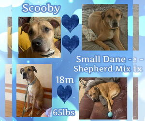 German Shepherd Dog-Great Dane Mix Dogs for adoption in Dallas, TX, USA