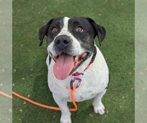 Mutt Dogs for adoption in Las Vegas, NV, USA