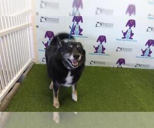Pomsky Dogs for adoption in Orlando, FL, USA