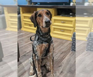 Mutt Dogs for adoption in Salt Lake City, UT, USA