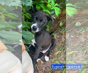 Siberian Husky-Unknown Mix Dogs for adoption in Alexander, AR, USA