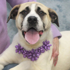 Boxer-Great Pyrenees Mix Dogs for adoption in Garfield Heights, OH, USA