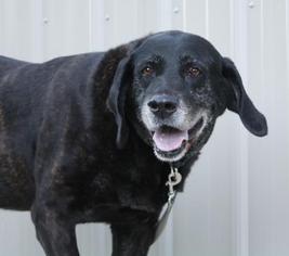 Labrador Retriever-Plott Hound Mix Dogs for adoption in Menominee, MI, USA