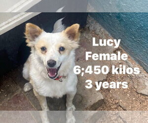 Chihuahua-Unknown Mix Dogs for adoption in Crystal, MN, USA