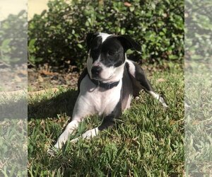 Jack Russell Terrier-Unknown Mix Dogs for adoption in Royal Palm Beach, FL, USA