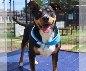 German Shepherd Dog-Unknown Mix Dogs for adoption in San Antonio, TX, USA