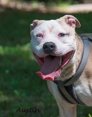 Bulldog Dogs for adoption in Richmond, VA, USA