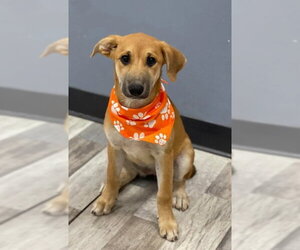 Mutt Dogs for adoption in Salt Lake City, UT, USA