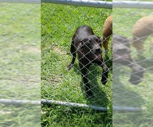 Bullboxer Pit Dogs for adoption in Camden, TN, USA