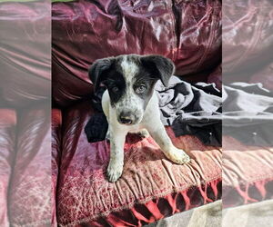Australian Shepherd-Unknown Mix Dogs for adoption in Springdale, PA, USA