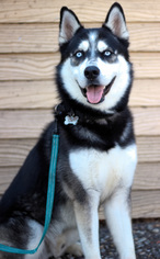 Siberian Husky Dogs for adoption in Palo Alto, CA, USA