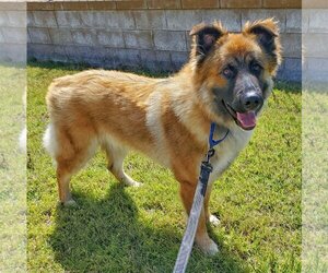 German Shepherd Dog-Great Pyrenees Mix Dogs for adoption in Temecula, CA, USA