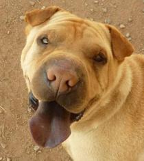 Chinese Shar-Pei Dogs for adoption in Las Cruces, NM, USA