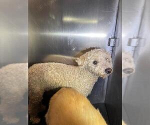 Poodle (Miniature) Dogs for adoption in San Antonio, TX, USA