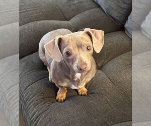 Dachshund-Unknown Mix Dogs for adoption in Springdale, PA, USA