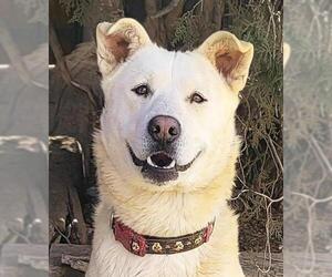 Labrador Retriever-white german shepherd Mix Dogs for adoption in Albuquerque, NM, USA