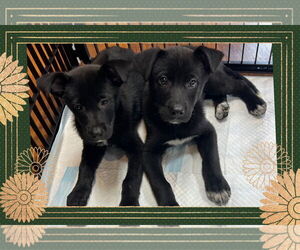 Labrador Retriever-Unknown Mix Dogs for adoption in Walnutport, PA, USA