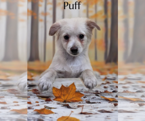Medium Photo #1 Maltipoo (Miniature) Puppy For Sale in Phelan, CA, USA