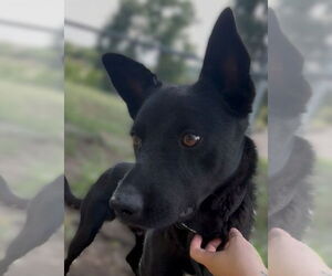 Labrador Retriever-Unknown Mix Dogs for adoption in Las Vegas, NM, USA