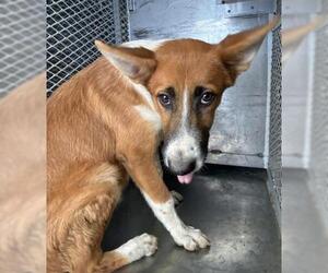 Border Collie Dogs for adoption in Bakersfield, CA, USA