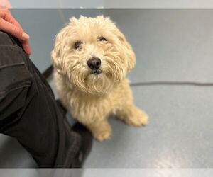 Poodle (Miniature) Dogs for adoption in Denver, CO, USA