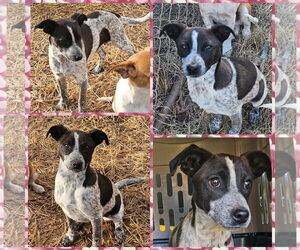 Dachshund-Unknown Mix Dogs for adoption in Blacksburg, SC, USA