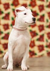 Medium Photo #1 American Bulldog-Unknown Mix Puppy For Sale in Shakopee, MN, USA