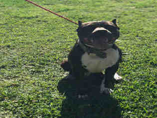 Medium Photo #1 American Pit Bull Terrier Puppy For Sale in Rosenberg, TX, USA