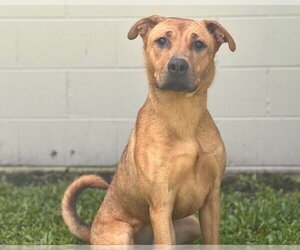Shepradors Dogs for adoption in St. Cloud, FL, USA