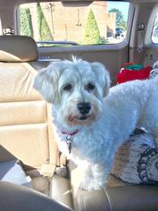 Havanese Dogs for adoption in Lancaster, PA, USA
