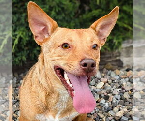 Dorgi Dogs for adoption in Albuquerque, NM, USA