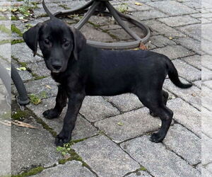 Labrador Retriever-Unknown Mix Dogs for adoption in Mechanicsburg, PA, USA