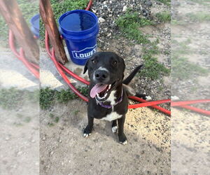 American Pit Bull Terrier-Labrador Retriever Mix Dogs for adoption in Brewster, NY, USA