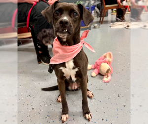 Mutt Dogs for adoption in Brooklyn Center, MN, USA
