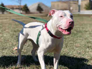 American Pit Bull Terrier-Unknown Mix Dogs for adoption in Urbana, IL, USA