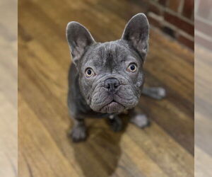 French Bulldog Dogs for adoption in Chico, CA, USA