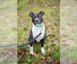 American Boston Bull Terrier Dogs for adoption in north little rock, AR, USA
