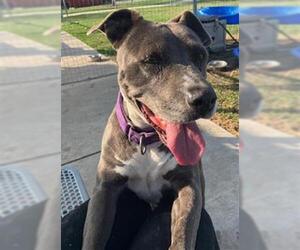 Staffordshire Bull Terrier Dogs for adoption in Houston, TX, USA