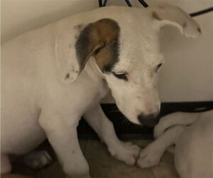 American Pit Bull Terrier Dogs for adoption in Plano, TX, USA