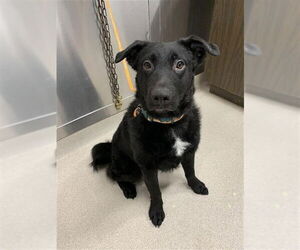 Anatolian Shepherd-Mastiff Mix Dogs for adoption in Fairbanks, AK, USA