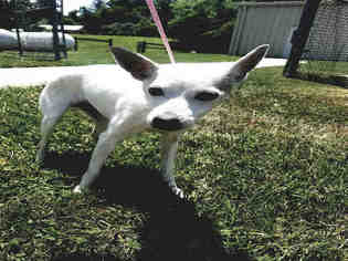 Parson Russell Terrier Dogs for adoption in Waterford, VA, USA