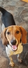 Treeing Walker Coonhound Dogs for adoption in Sistersville, WV, USA
