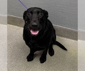 Labrador Retriever-Unknown Mix Dogs for adoption in Las Vegas, NV, USA