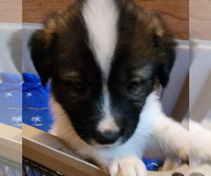 Mutt Dogs for adoption in Lafayette, CA, USA