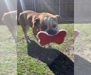 Boxer-Unknown Mix Dogs for adoption in Plano, TX, USA