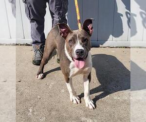 Staffordshire Bull Terrier-Unknown Mix Dogs for adoption in Louisville, KY, USA