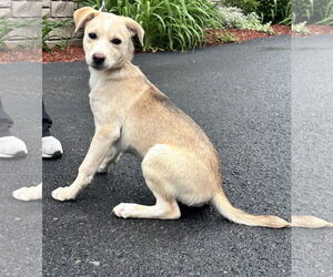 Huskies -Labrador Retriever Mix Dogs for adoption in Sterling, MA, USA