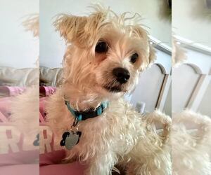 Maltese-Unknown Mix Dogs for adoption in Seminole, FL, USA