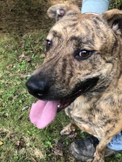 Mountain Cur-Unknown Mix Dogs for adoption in Schnecksville, PA, USA
