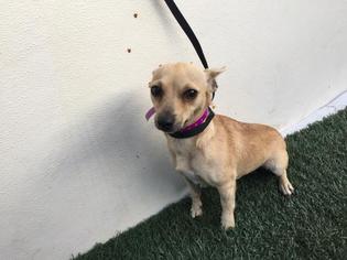 Medium Photo #1 Chihuahua-Unknown Mix Puppy For Sale in Visalia, CA, USA